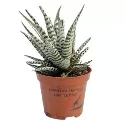 Evergreen Haworthia Flower Mixed Species Live Indoor Decorative Plant With Pot