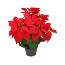 Euphorbia Pulcherrima Red Poinsettia Christmas Live Indoor Plant With Pot (Note:Delivery In Dubai Only)