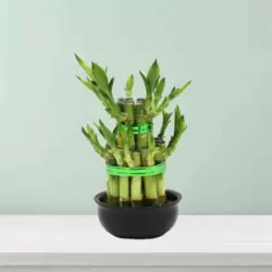 Evergreen And Natural 2 Step Lucky Bamboo Plant With Black Pot- 17cm (Delivery In Dubai Only)