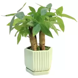 Pachira Aquatica Fresh Live Evergreen Indoor Houseplant For Good Luck With Pot
